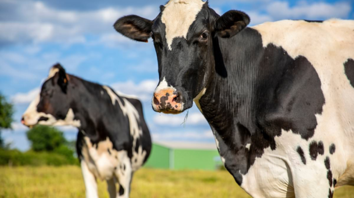 Full list of Arla Foods' Bovaer 'contaminated' products boycotted by customers: from Lurpak to Cravendale and even Starbucks, as controversial cow feed additive sparks backlash